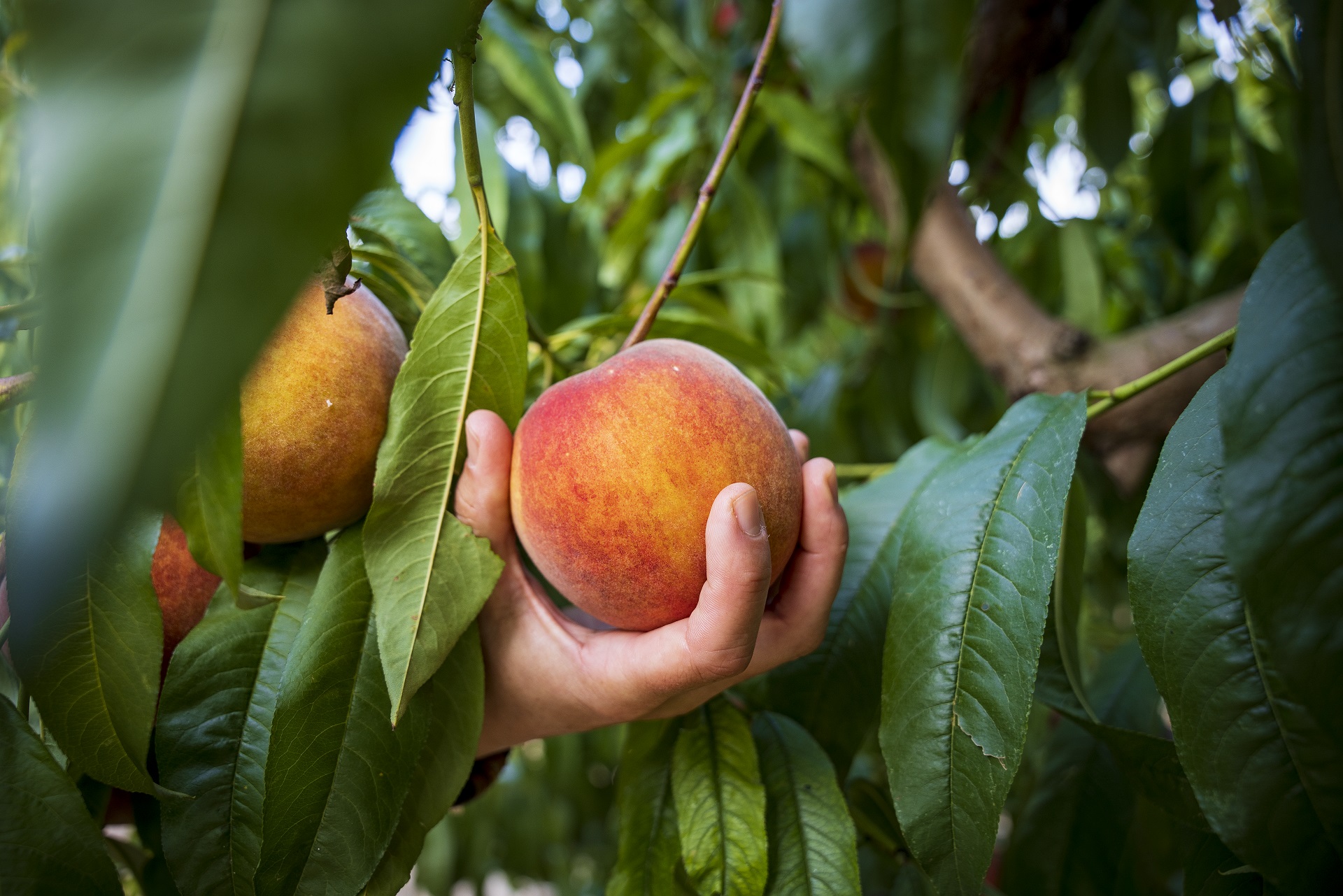 Préssecs d'Ordal. PATXI URIZ | DIPUTACIÓ DE BARCELONA