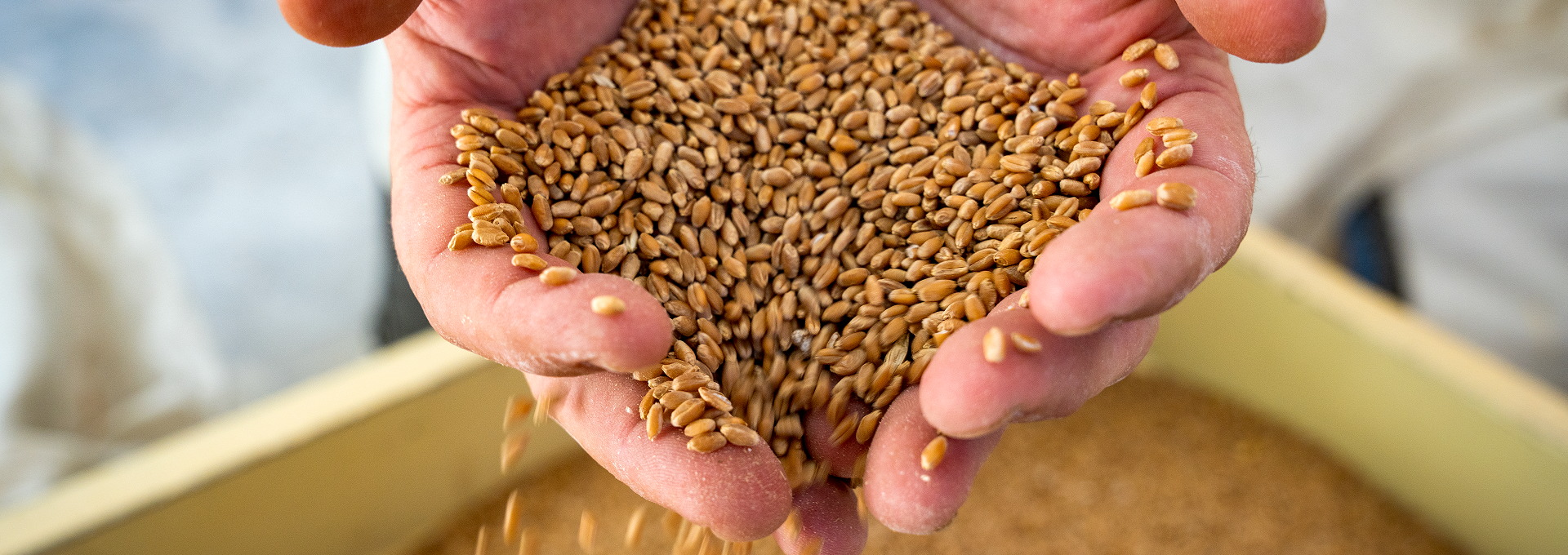 Espelta petita Can Jornet, Gallecs. PATXI URIZ | DIPUTACIÓ DE BARCELONA