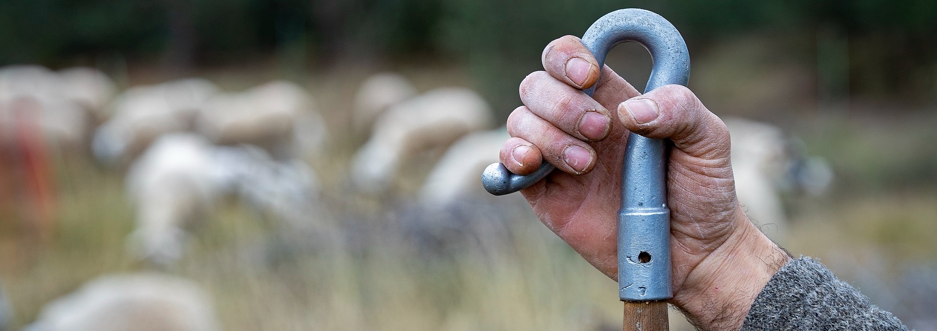 Pasturatge extensiu. PATXI URIZ | DIPUTACIÓ DE BARCELONA