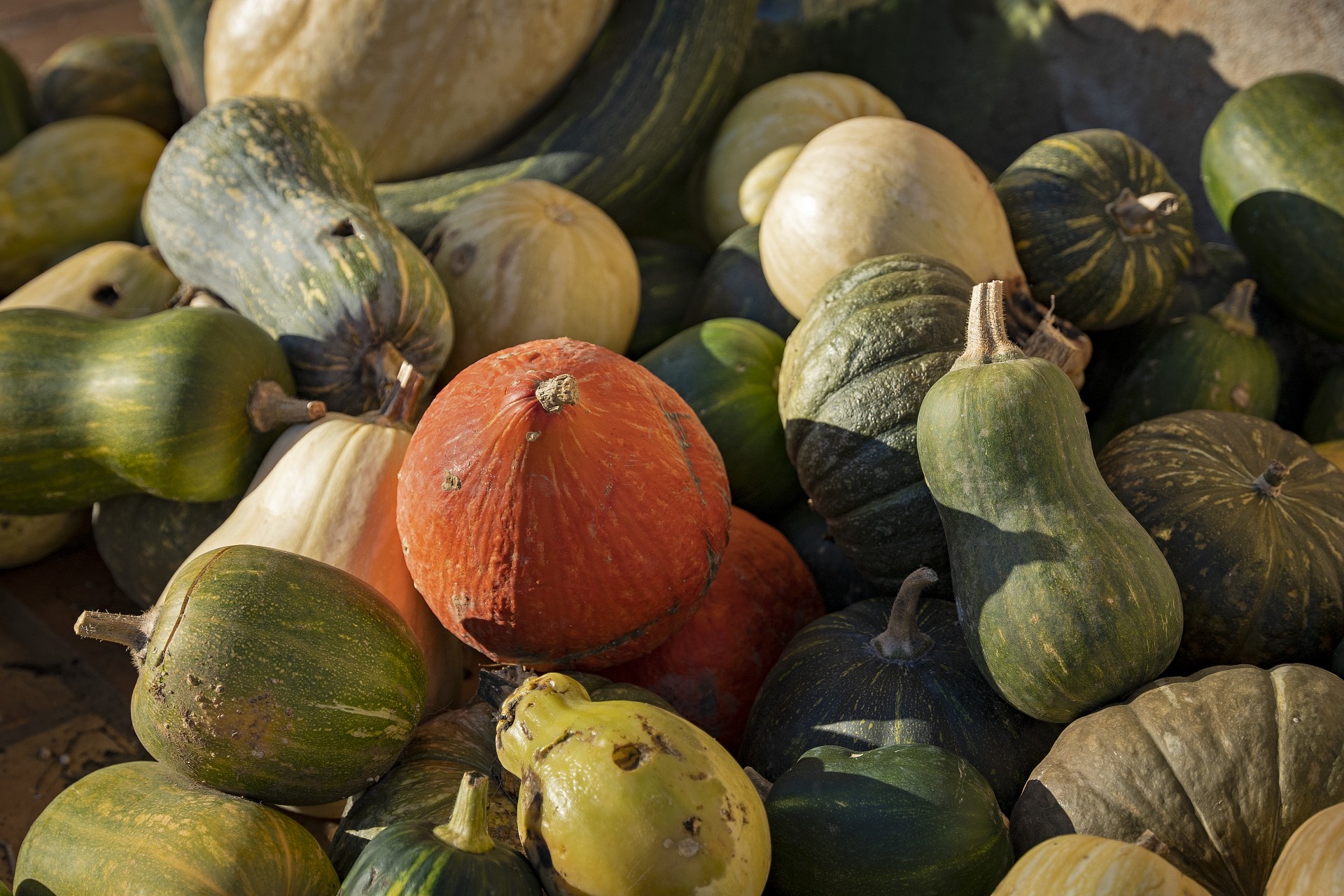 Carbasses a Ecomercaderet. PATXI URIZ | DIPUTACIÓ DE BARCELONA