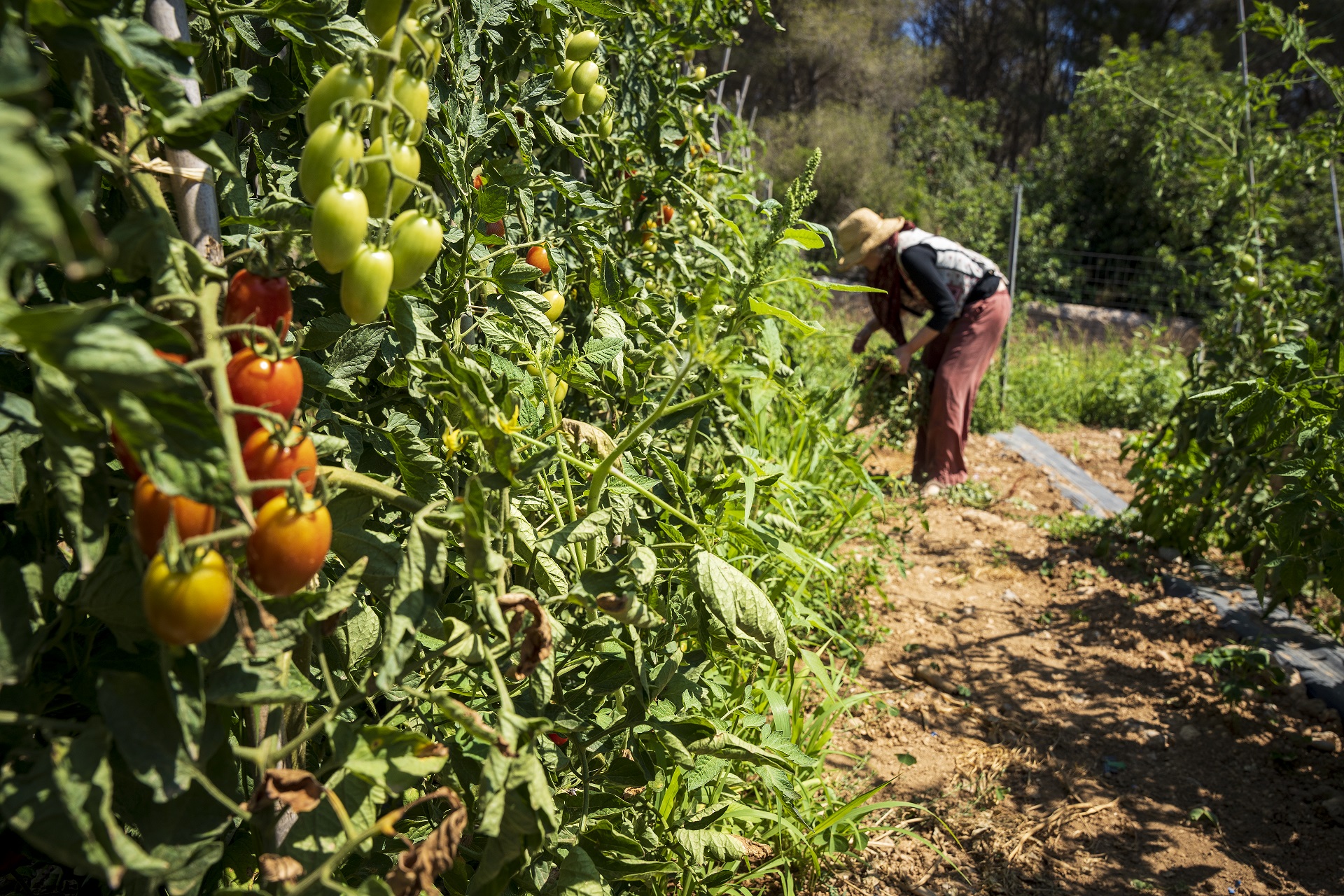 Horta ecològica a Sitges. PATXI URIZ | DIPUTACIÓ DE BARCELONA