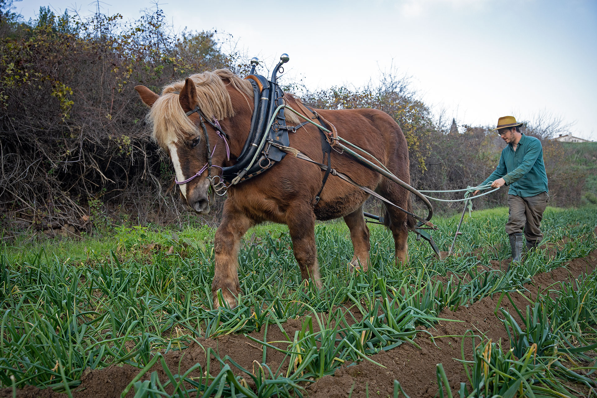El turó d'en Rompons, tracció animal. PATXI URIZ | DIPUTACIÓ DE BARCELONA