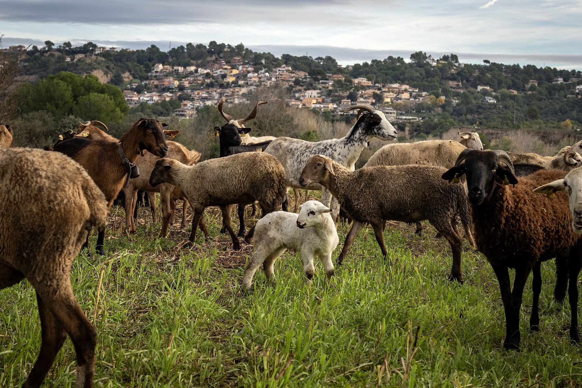 Ramat d'ovelles al Parc Rural del Montserrat. PATXI URIZ | DIPUTACIÓ DE BARCELONA