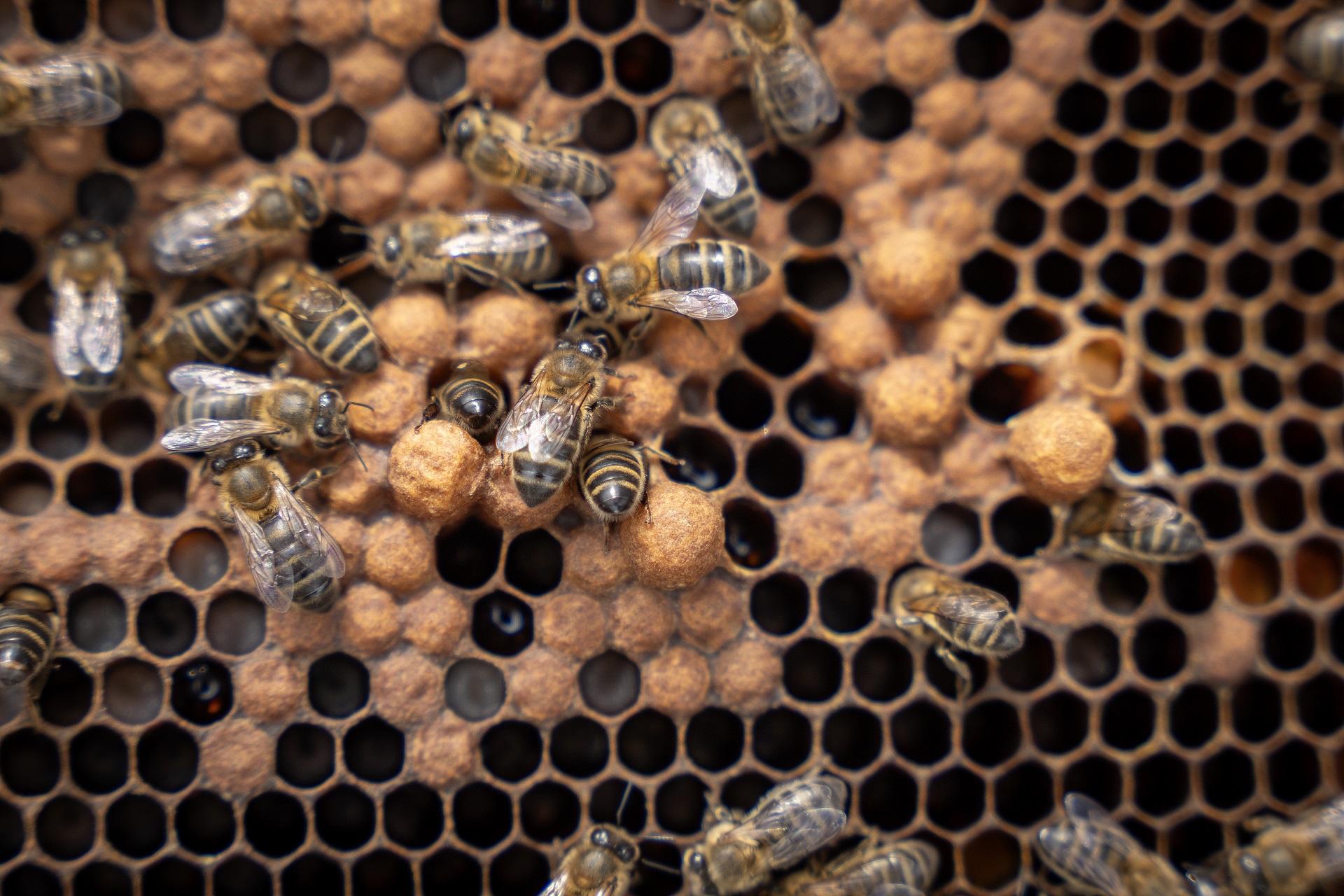 Abelles als ruscos de Mels Cal Pastoret.  PATXI URIZ | DIPUTACIÓ DE BARCELONA