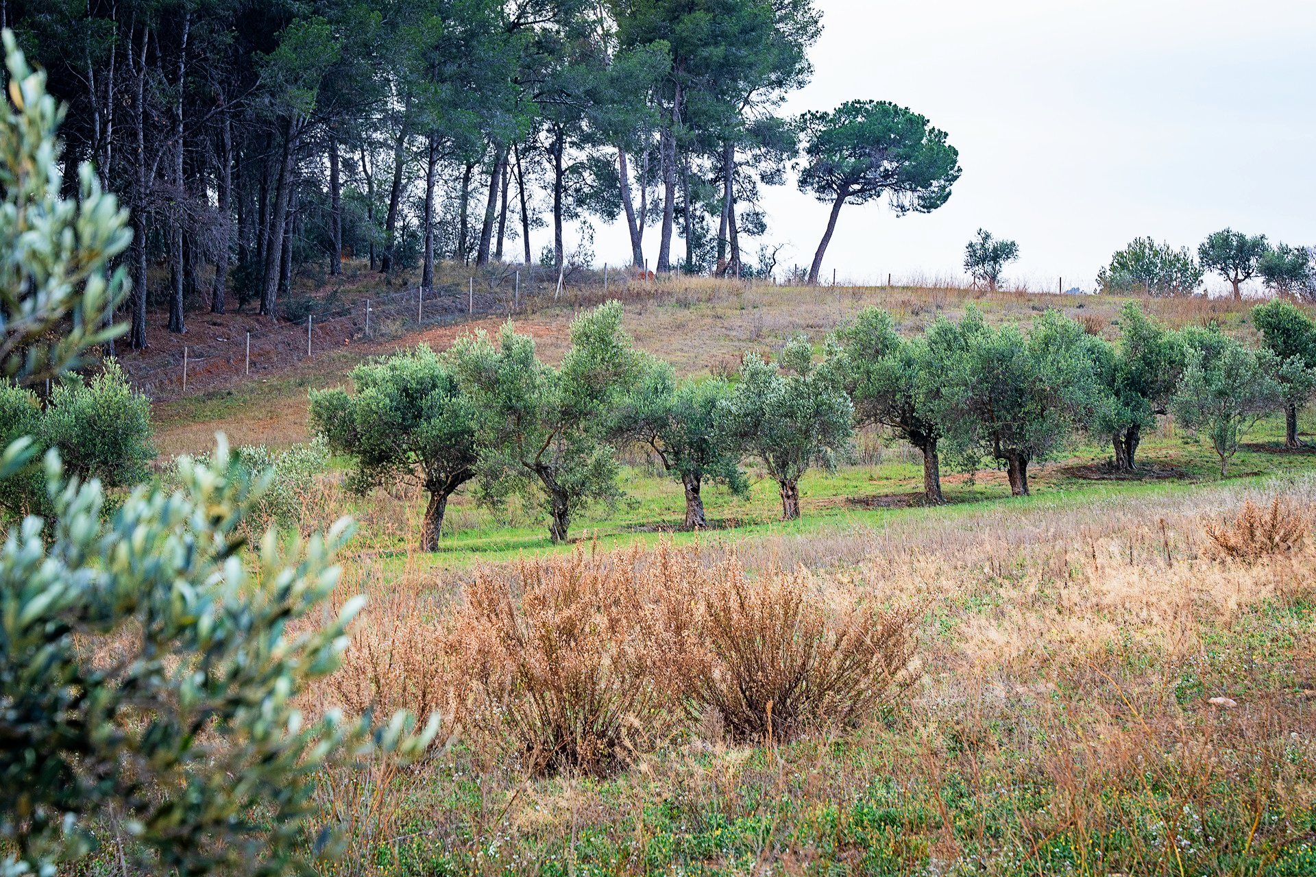 Parc Agrari de Sabadell. PATXI URIZ | DIPUTACIÓ DE BARCELONA