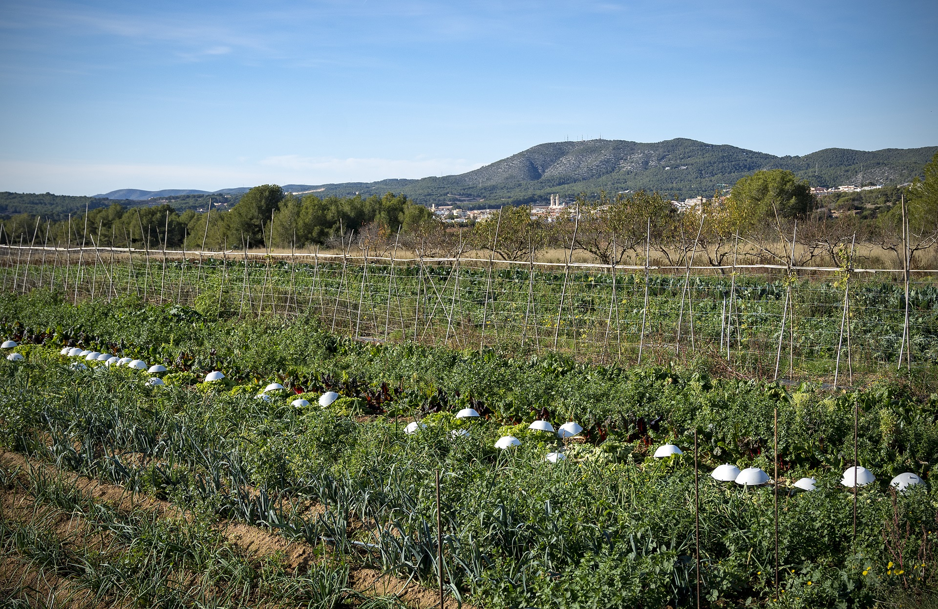 Les Casetes, Espai Agrari del Garraf. PATXI URIZ | DIPUTACIÓ DE BARCELONA