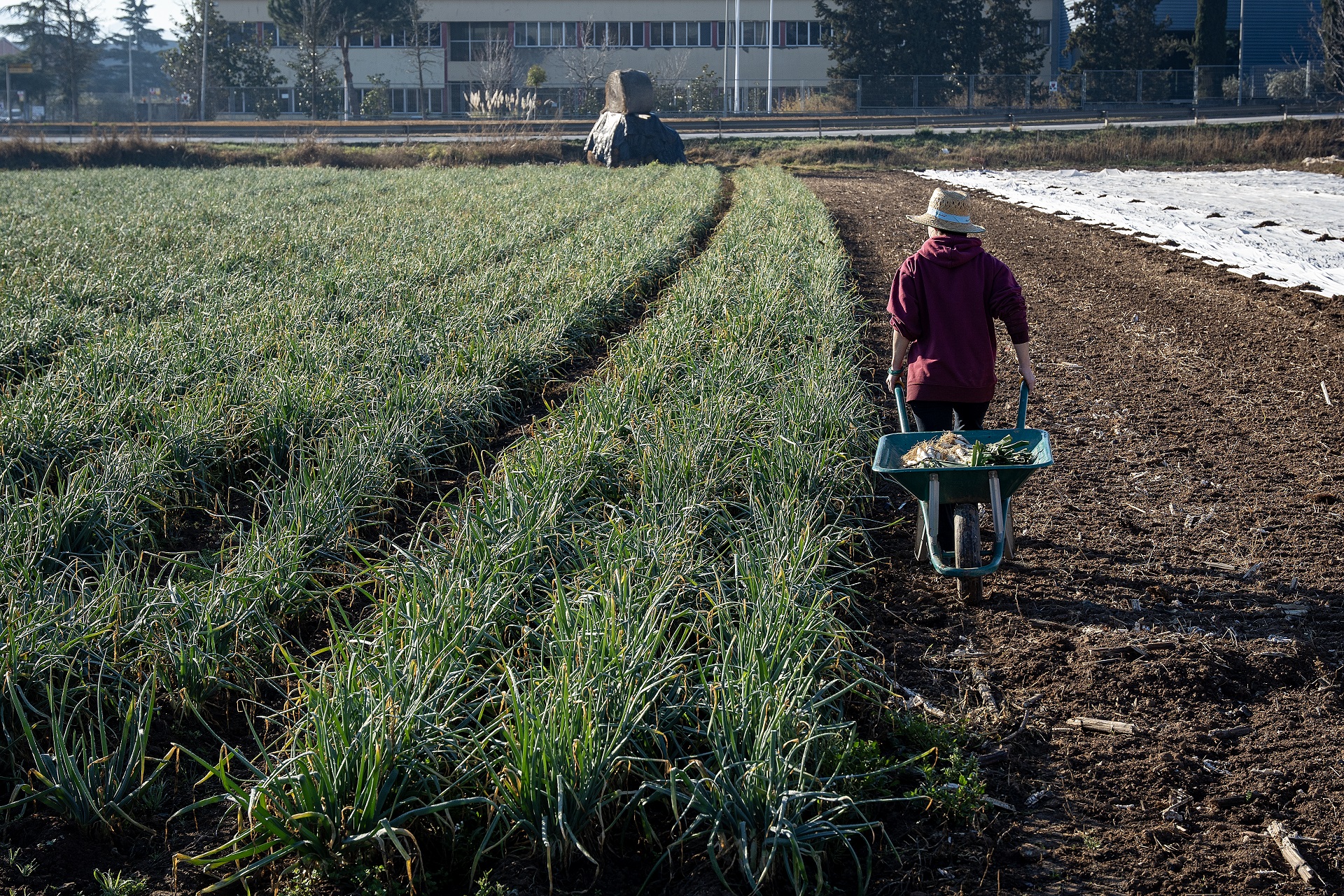 Can Tabaquet, Espai Agrari Pla de Palou. PATXI URIZ | DIPUTACIÓ DE BARCELONA