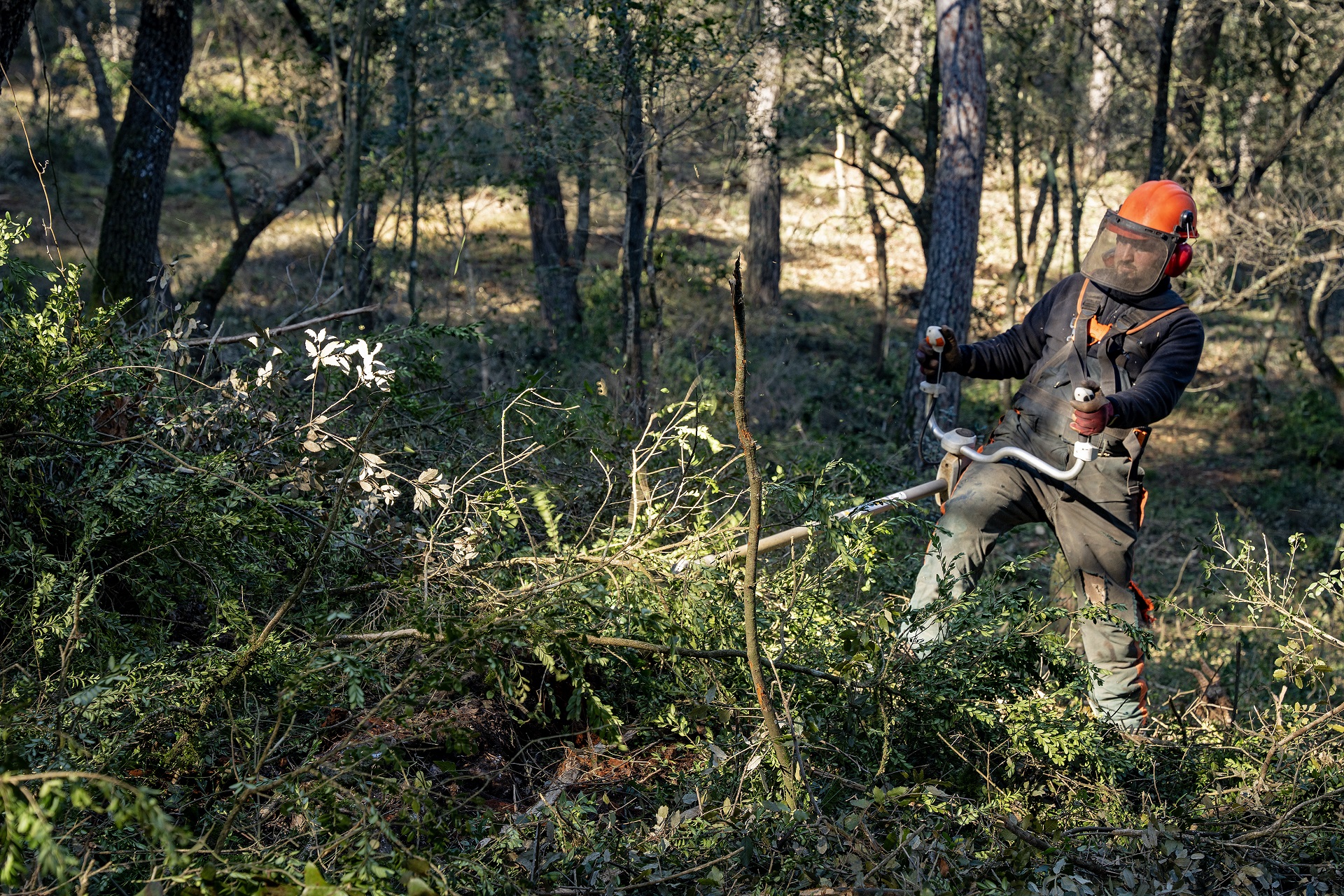 Recuperació de pastures a Santa Margarida de Montbui. PATXI URIZ | DIPUTACIÓ DE BARCELONA
