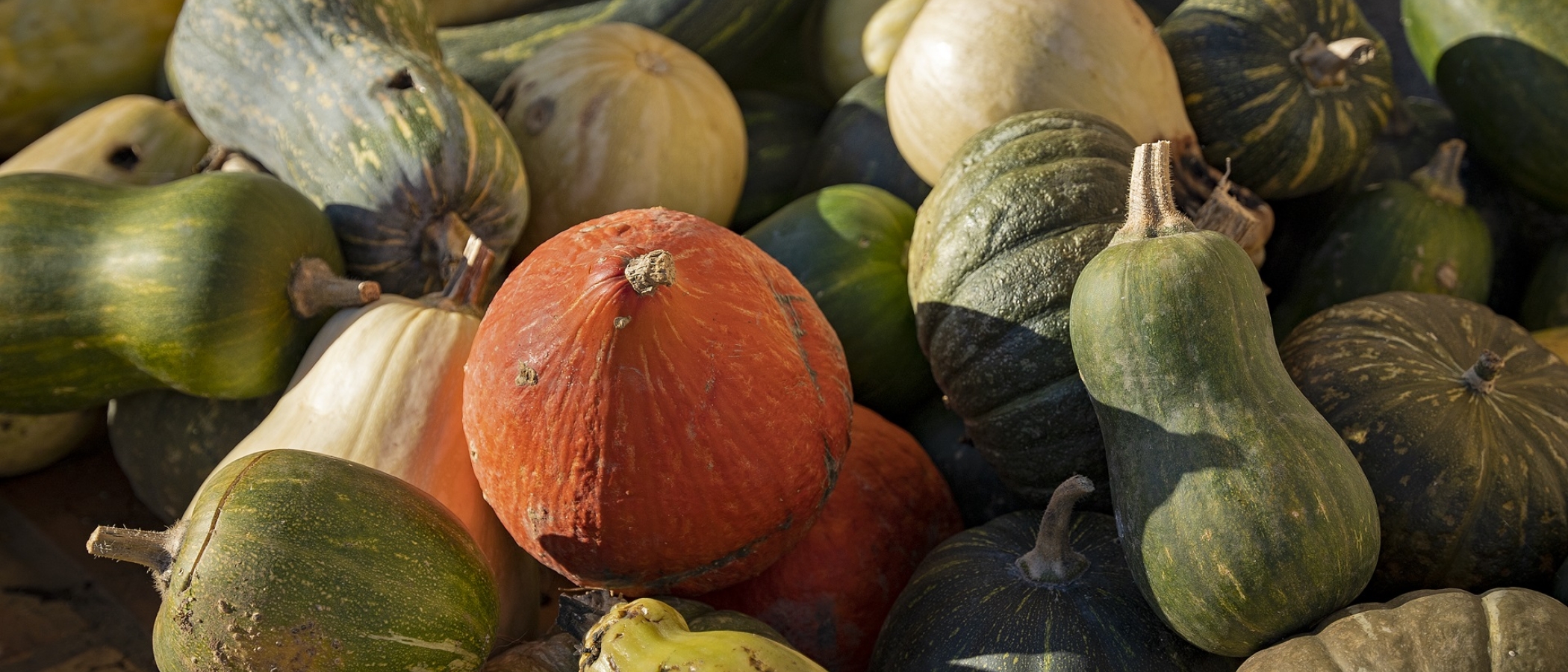 Carbasses a Ecomercaderet. PATXI URIZ | DIPUTACIÓ DE BARCELONA