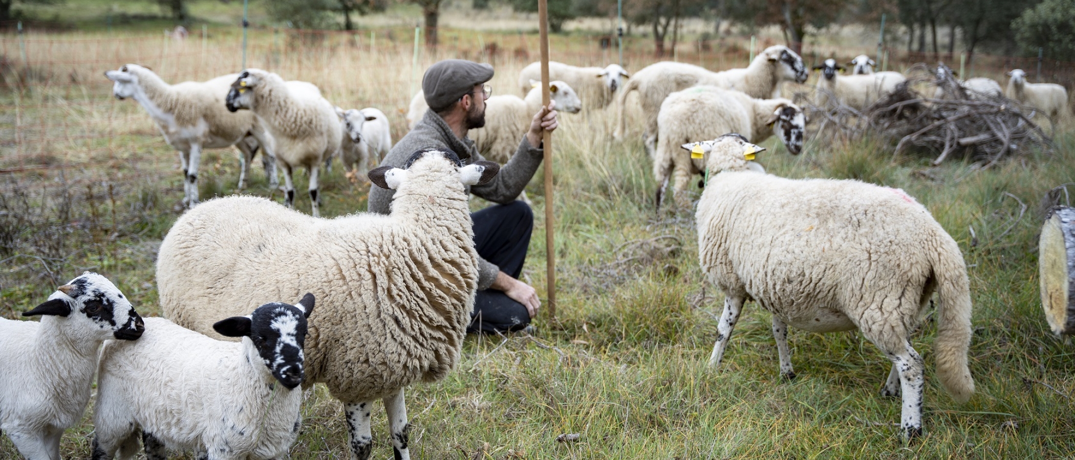 Ramat d'ovelles a Sant Martí d'Albars. PATXI URIZ |DIPUTACIÓ DE BARCELONA
