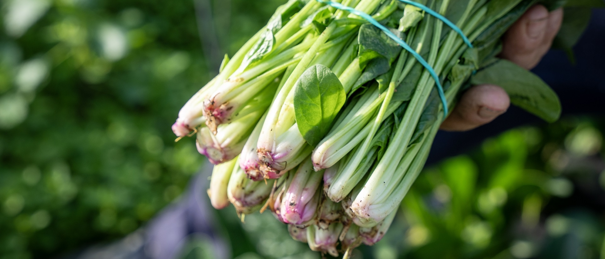 Espinacs. PATXI URIZ | DIPUTACIÓ DE BARCELONA