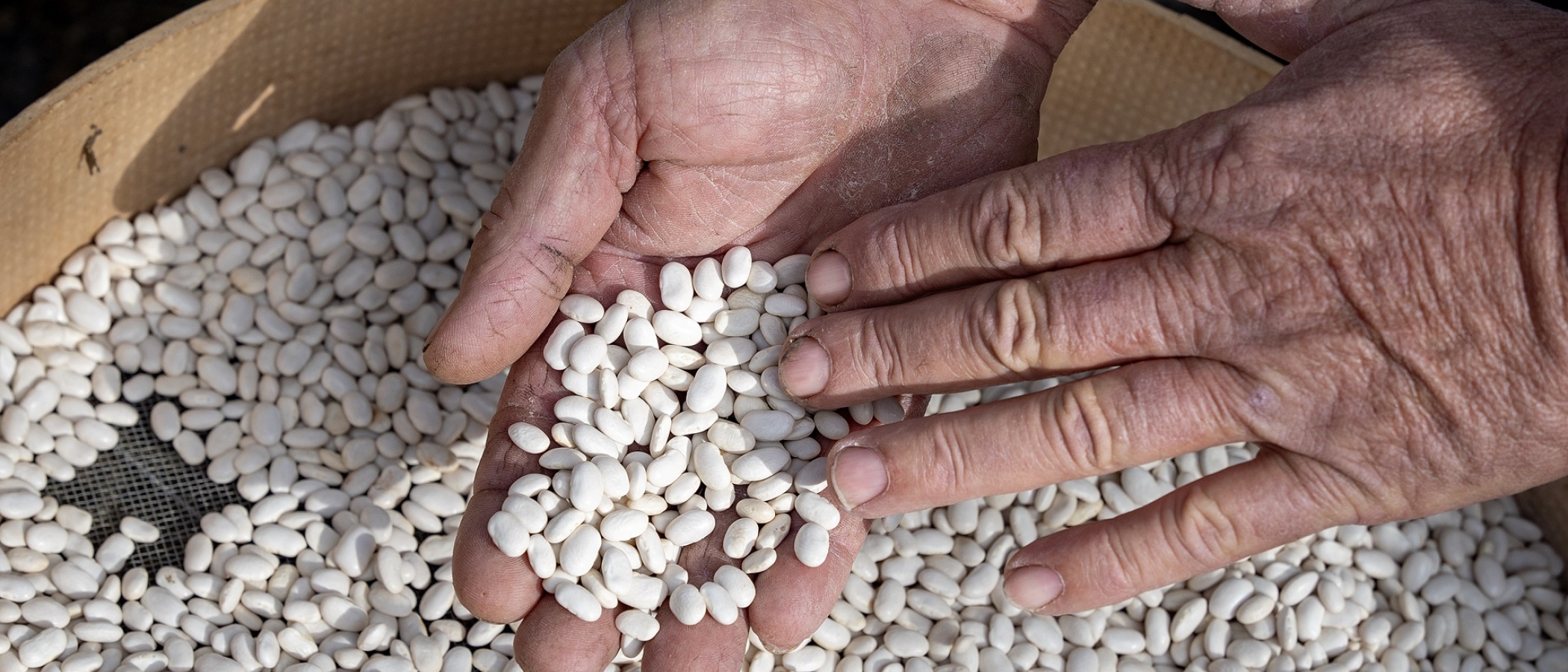 Mongeta de Castellfollit del Boix. PATXI URIZ | DIPUTACIÓ DE BARCELONA