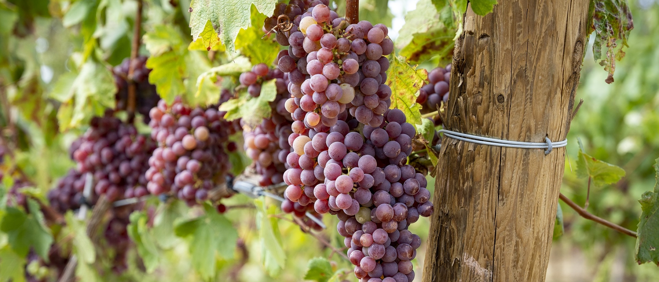 Raïm xarel·lo vermell. PATXI URIZ | DIPUTACIÓ DE BARCELONA