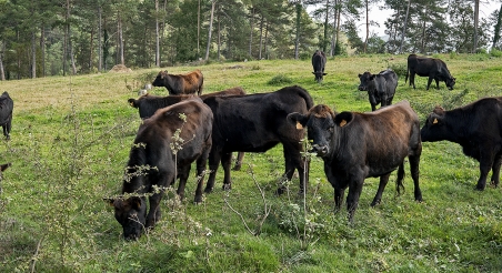 Ramat de vaques de pastura