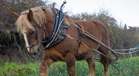 El Turó d'en Rompons, Orrius. PATXI URIZ | DIPUTACIÓ DE BARCELONA