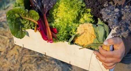 Cistella de verdures ecològiques. PATXI URIZ | DIPUTACIÓ DE BARCELONA