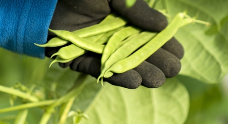 Mongetes verdes a l'EABT. PATXI URIZ | DIPUTACIÓ DE BARCELONA