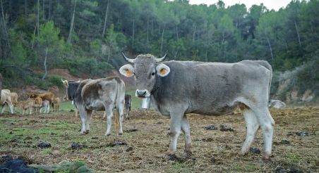 Bosc a Sant Salvador de Guardiola. PATXI URIZ | DIPUTACIÓ DE BARCELONA