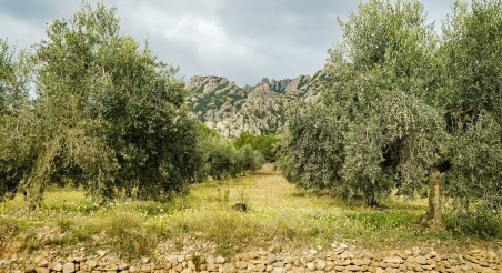 Camp d'oliveres al PRM. PATXI URIZ | DIPUTACIÓ DE BARCELONA
