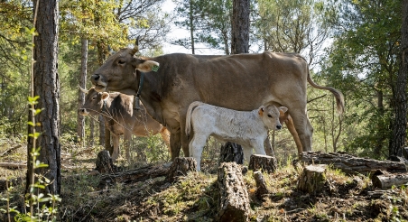 Ramat d'ovelles a Osona. PATXI URIZ | DIPUTACIÓ DE BARCELONA