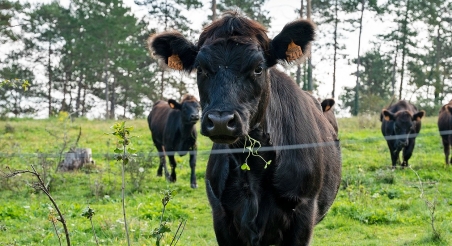 Ramat de vaques a Osona. PATXI URIZ | DIPUTACIÓ DE BARCELONA