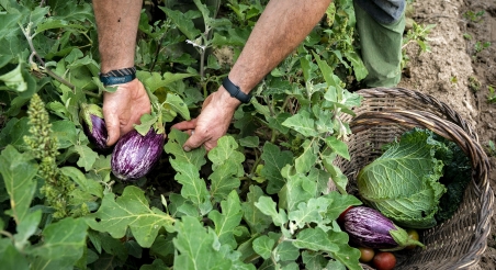 Horta Can Calafell. PATXI URIZ | DIPUTACIÓ DE BARCELONA