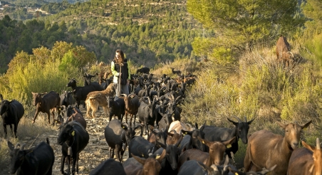 Ramat de cabres al PRM. PATXI URIZ | DIPUTACIÓ DE BARCELONA