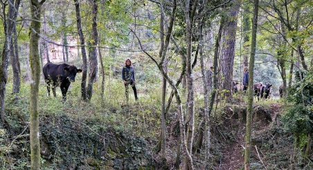 Bosc pasturat a Osona. PATXI URIZ | DIPUTACIÓ DE BARCELONA