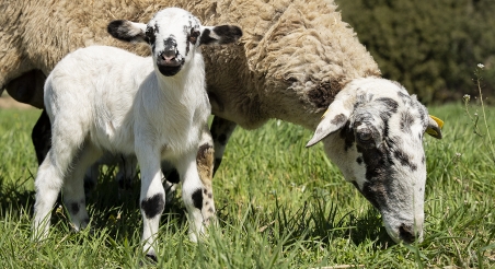 Ovelles pasturant al Berguedà. PATXI URIZ | DIPUTACIÓ DE BARCELONA