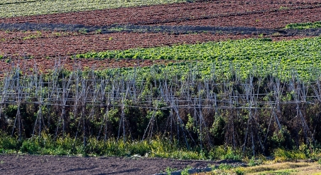 Parc Agrari del Baix Llobregat. PATXI URIZ | DIPUTACIÓ DE BARCELONA