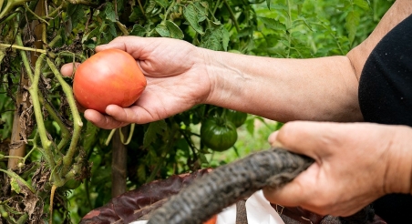 Horta ecològica al Parc Rural del Montserrrat. PATXI URIZ | DIPUTACIÓ DE BARCELONA
