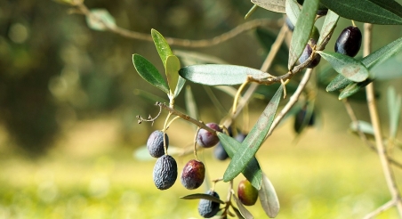 Camp d'oliveres al PRM. PATXI URIZ | DIPUTACIÓ DE BARCELONA