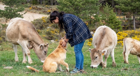 Ramat de vaques de pastura a Vallcebre. PATXI URIZ |DIPUTACIÓ DE BARCELONA