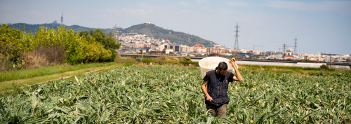 Carxofes, Sant Boi de Llobregat. PATXI URIZ | DIPUTACIÓ DE BARCELONA