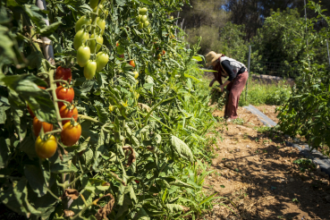 Horta ecològica a Sitges. PATXI URIZ | DIPUTACIÓ DE BARCELONA