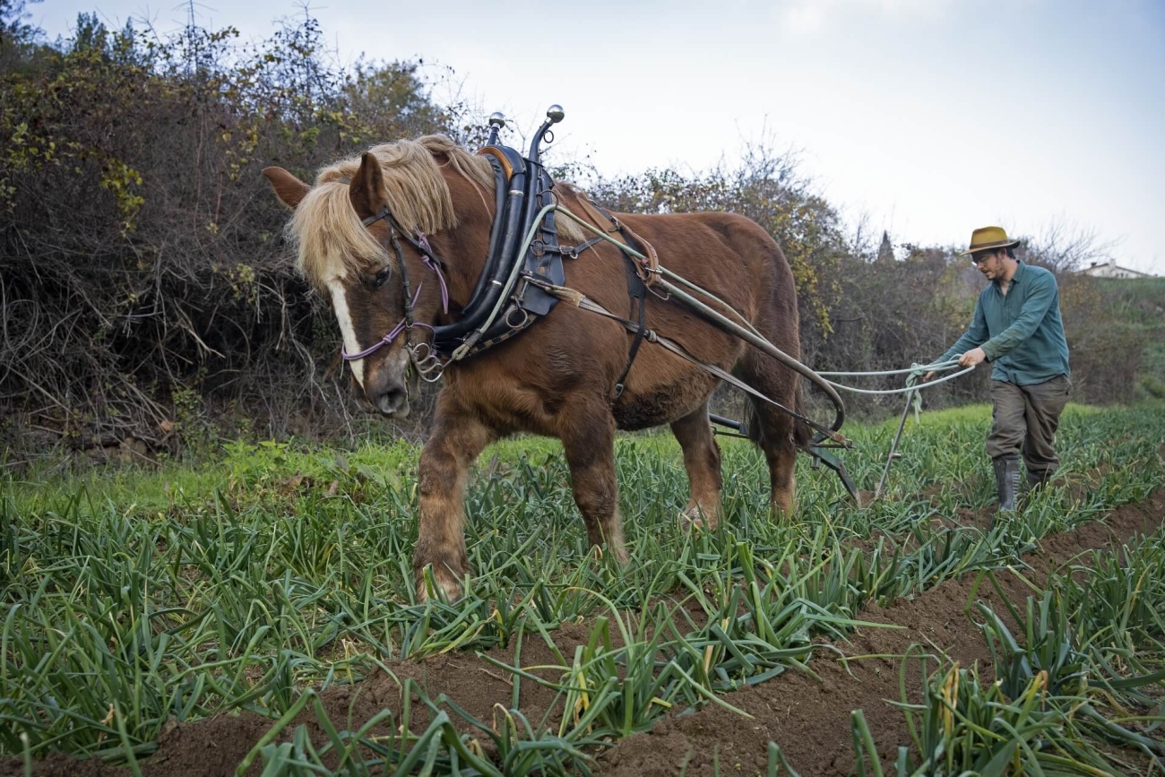 Maresm_PatxiUriz_Orrius_ElTurodEnRompons_TraccioAnima_PolDunyo