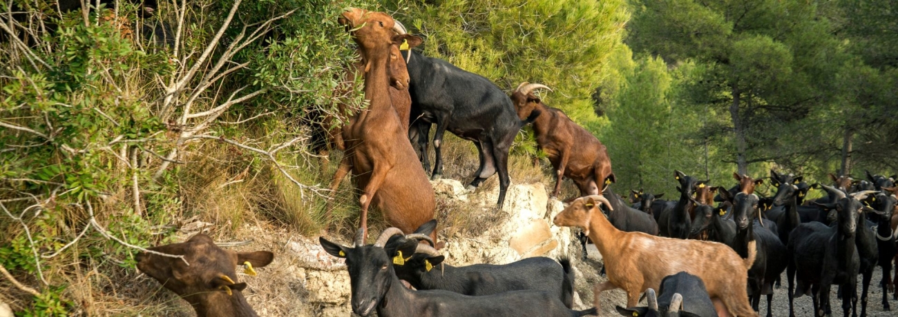Ramat de cabres, Sant Vicenç de Castellet. PATXI URIZ | DIPUTACIÓ DE BARCELONA