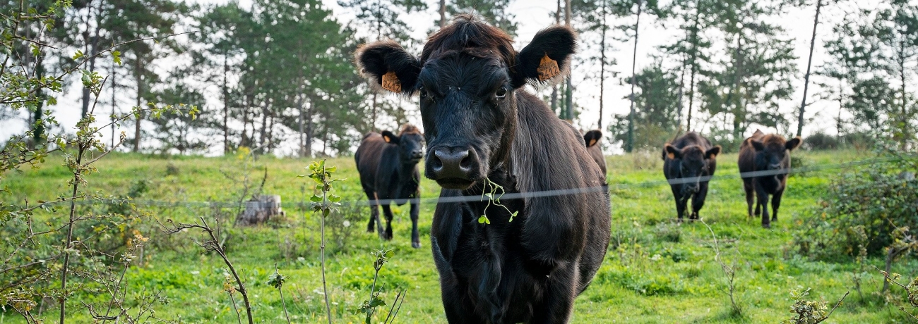 Ramat de vaques a Osona. PATXI URIZ | DIPUTACIÓ DE BARCELONA